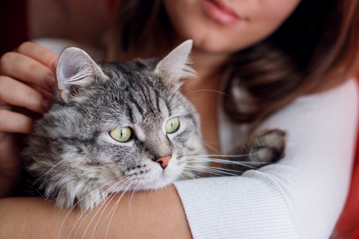 A smart choice 5 awesome benefits of cat insurance