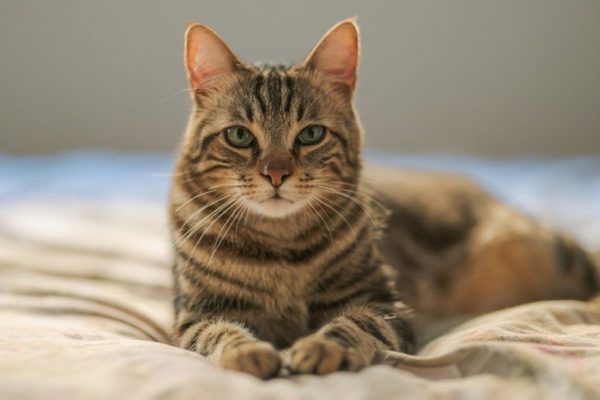 A smart choice 5 awesome benefits of cat insurance